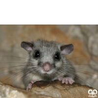 گونه سنجابک جنگلی Fat Dormouse